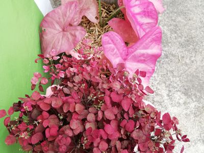 مقایسه سرخ‌کن بدون روغن و هواپز
