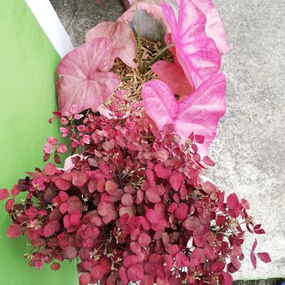 سرخ‌کن بدون روغن نینجا